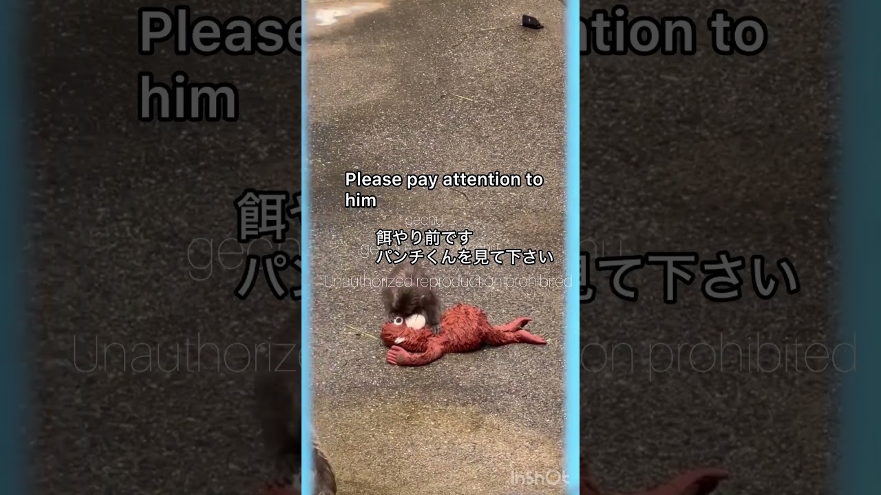 24.July.2026 Feeding 12h Oran_mama’s eye 餌やりオランママの目はどこ？　#がんばれパンチ #punchthemonkey