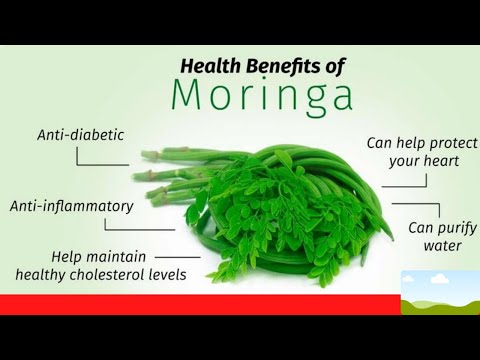 Benefits of Moringa for the body / List of 100s diseases moringa cures
