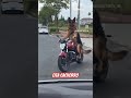 Eita cachorro.  #delivery . #motovlog #saopaulo #entregador #entrega #viral