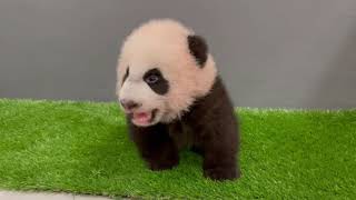 Singapore's giant panda cub takes his first baby steps before 100 days old