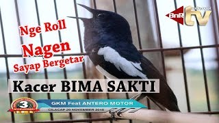 Kacer Main Nagen, Getar Getar, Speed Rapat, Bima Sakti Milik Reydo Monster SF PWT
