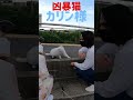 あの凶暴猫のカリン様が本気でガブリからの蹴り蹴り Ferocious cat #shorts