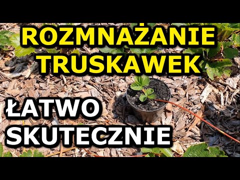 Wideo: Jak Prawidłowo Rozmnażać Truskawki Z Wąsami? Jak Sadzić? Daty Lądowania. Zdjęcie