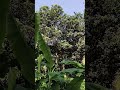 My home green natural area.