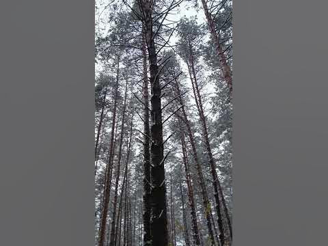 Зимовий ліс 🌲 - YouTube