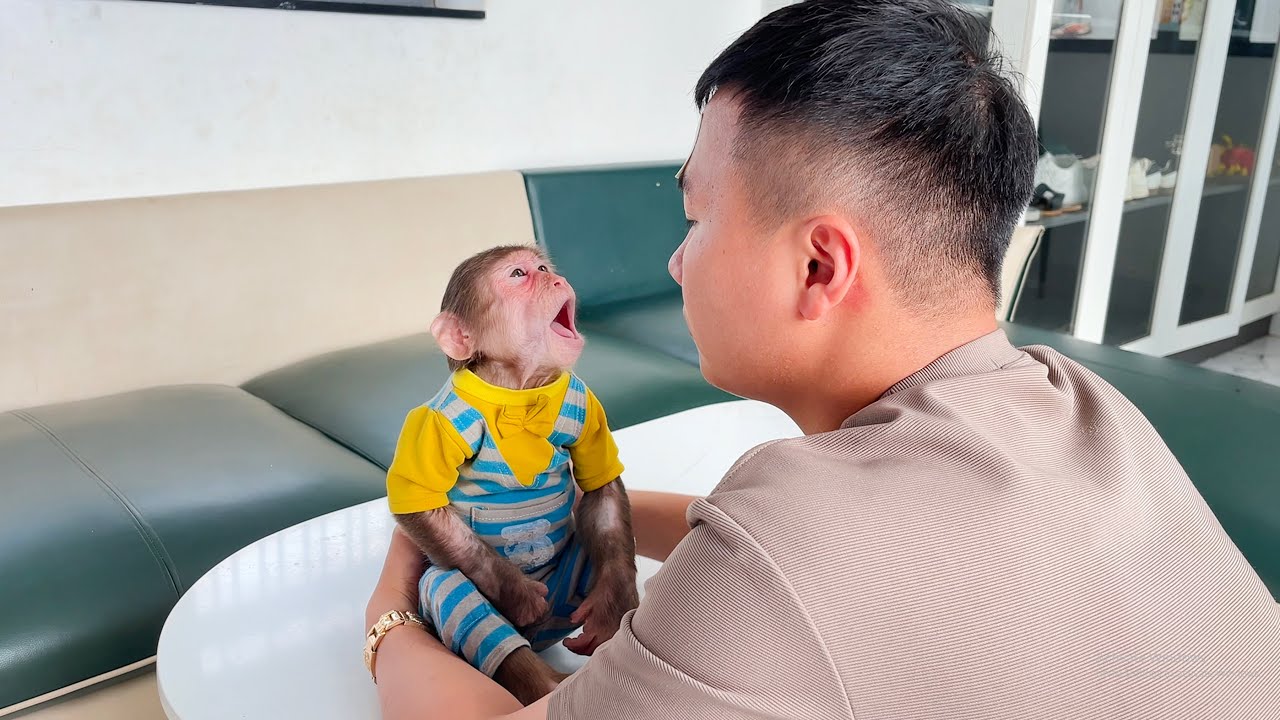 Dad has go hospital, Cubis will stay home alone?