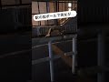 Twitterで話題の段ボールホテル #shorts #twitter #ホテル