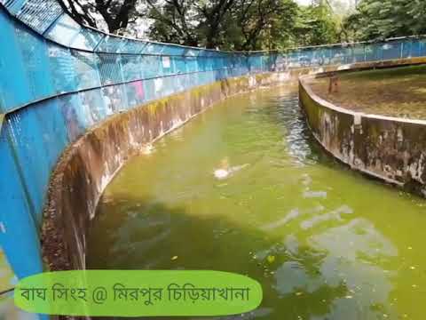 ভিডিও: দ্য ওয়াইল্ডের সতর্কতা কল: মার্কিন যুক্তরাষ্ট্রের চিড়িয়াখানা প্রাণীতে সংবেদনশীল ভূমিকম্প