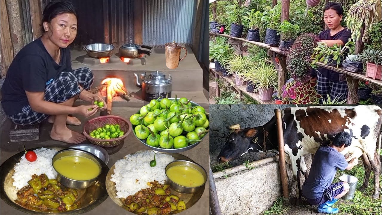 Organic Village Life Cooking - Bitter  Ball(Titee Bee) and Dal With Rice//Village Organic Food
