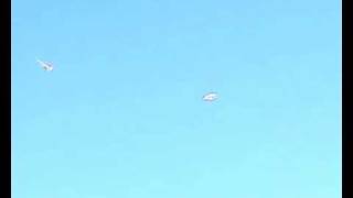 TOP CAP.wmv