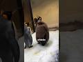 This Baby Penguin Looks Fat — Here’s Why That’s Survival