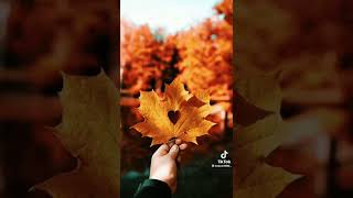 Payiz Sen Necede Gozelsen