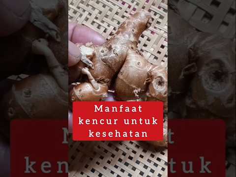 Manfaat Kencurkencurshortsdaun Kencurtanaman Obat Manfaat Kencurkencurshortsdaun Kencurtanaman Obat