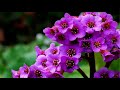 The world of flowers is only real (HD1080p)