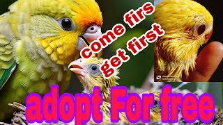 parrots chick for adoption (please give feedback in comment section #birdphotography #parrots #chick by Birds_lover85 17 views 16 hours ago 1 minute, 39 seconds