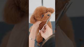 A toy poodle becoming cuter / 可愛くなっていくトイプードル #shorts