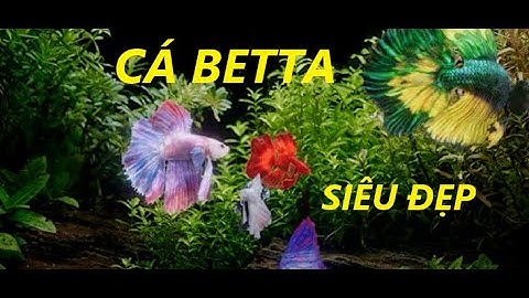 Các loại Cá Betta đẹp nhất năm 2022 - Kiến Thức Cá Cảnh