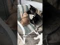 Mad Kai #akitaworld #dogmom #foryou #cat