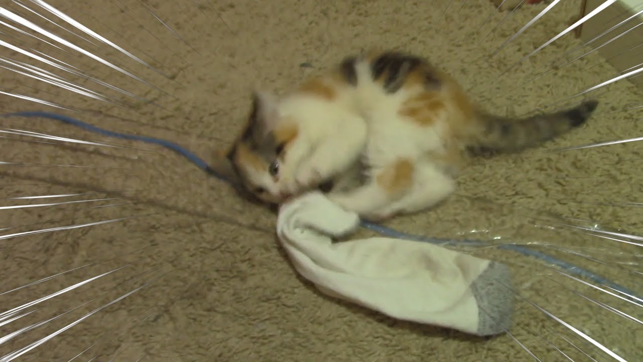 Meet Squish the Kitten ) YouTube