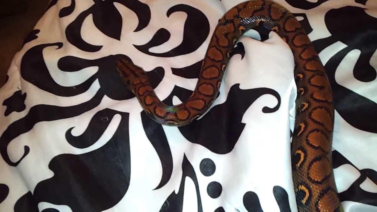video phone beyonce mp3 Anck Su Namun (Brazilian Rainbow Boa) Update #3