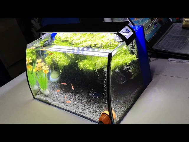 Hygger 8 Gallon Betta Horizon Fish Tank for Starters 