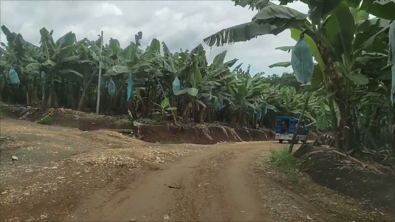 Banana plantation at laruk,Kisolon , Sumilao Bukidnon