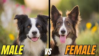 MALE vs FEMALE Border Collie: Which one is Right for You Key DIFFERENCES Between Them