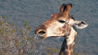Echoes of the Savanna: The Acacia's Secret Defence Against Giraffes.