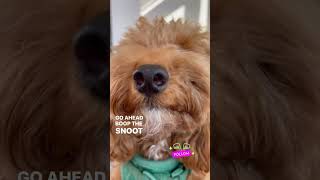 Cute Mini Poodle Wants you to Boop his Snoot! #youtubeshorts #shorts #dogs