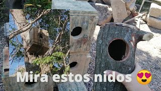 Nidos en la naturaleza