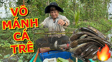Đặt lờ dính ổ cá trê cá lóc mùa nước nổi đồng tháp tập 15 #batcadong #fishing #mientay #thinhhanh 