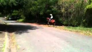 Caballo a la venta en cidra p.r 2