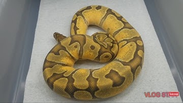 Enchi Ghost Ball Python @ 1000 grams