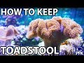 How to keep toadstool coral  sarcophyton sp