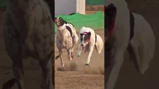 Dog Race Greyhound Racing #shorts #dog #greyhound