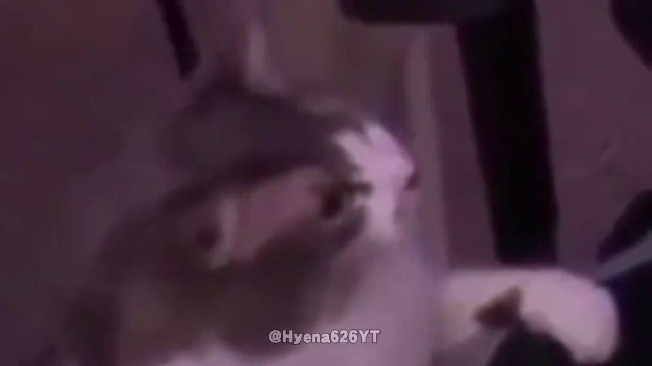 Alinity’s Cat Revenge