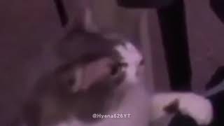 Famous Alinity’s Cat Revenge Net Worth