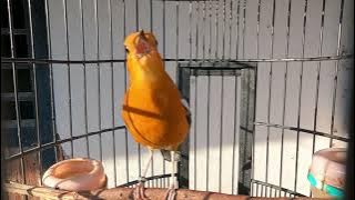 Download lagu Sesion ANIS MERAH Berkicau Untuk Pancingan Burung agar Gacor, selalu Dijamin Singset Selalu