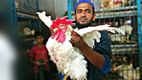 How to Butcher Every Bird | Method Mastery | Amazing Chicken Cutting Skills in Market | Foodie Man