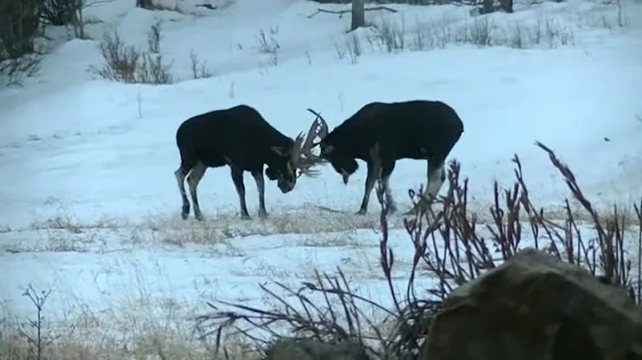 Bull Moose Fight!