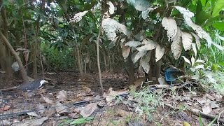 Download 🔴 Suara Pikat Ruak Ruak Ampuh, Pikat Ruak Ruak Cari Teman Nya, Suara Pikat Ini T Video MP3 🔴 Suara Pikat Ruak Ruak Ampuh, Pikat Ruak Ruak Cari Teman Nya, Suara Pikat Ini T