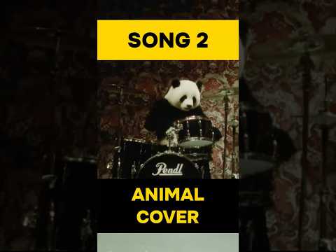 Song 2. Cover by animals! 🦊🐱🐧🐼 #blur #song2 #funnyanimals #fyp #tiktok #coversong #aivideo #ai