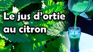 Le jus d'ortie fraiche & bio au citron. Combattre la fatigue. Bienfaits et vitamine + fer