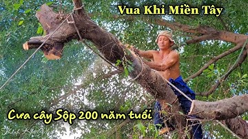 Vua Khỉ Miền Tây mé nhánh cây Sộp 200 năm tuổi ở Miếu Ngũ Hành. Cutting Poplar (P3)