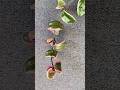 Hoya Carnosa Marianna