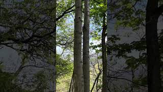 Sendero en Bardonecchia 🇮🇹
