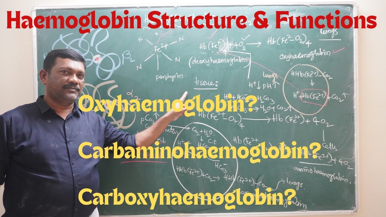 #haemoglobin  structure and Functions #oxygen transport #pH and carbondioxide effect on respiration