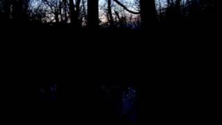 spring peepers 2009 by BirdWatchers 122 views 15 years ago 52 seconds