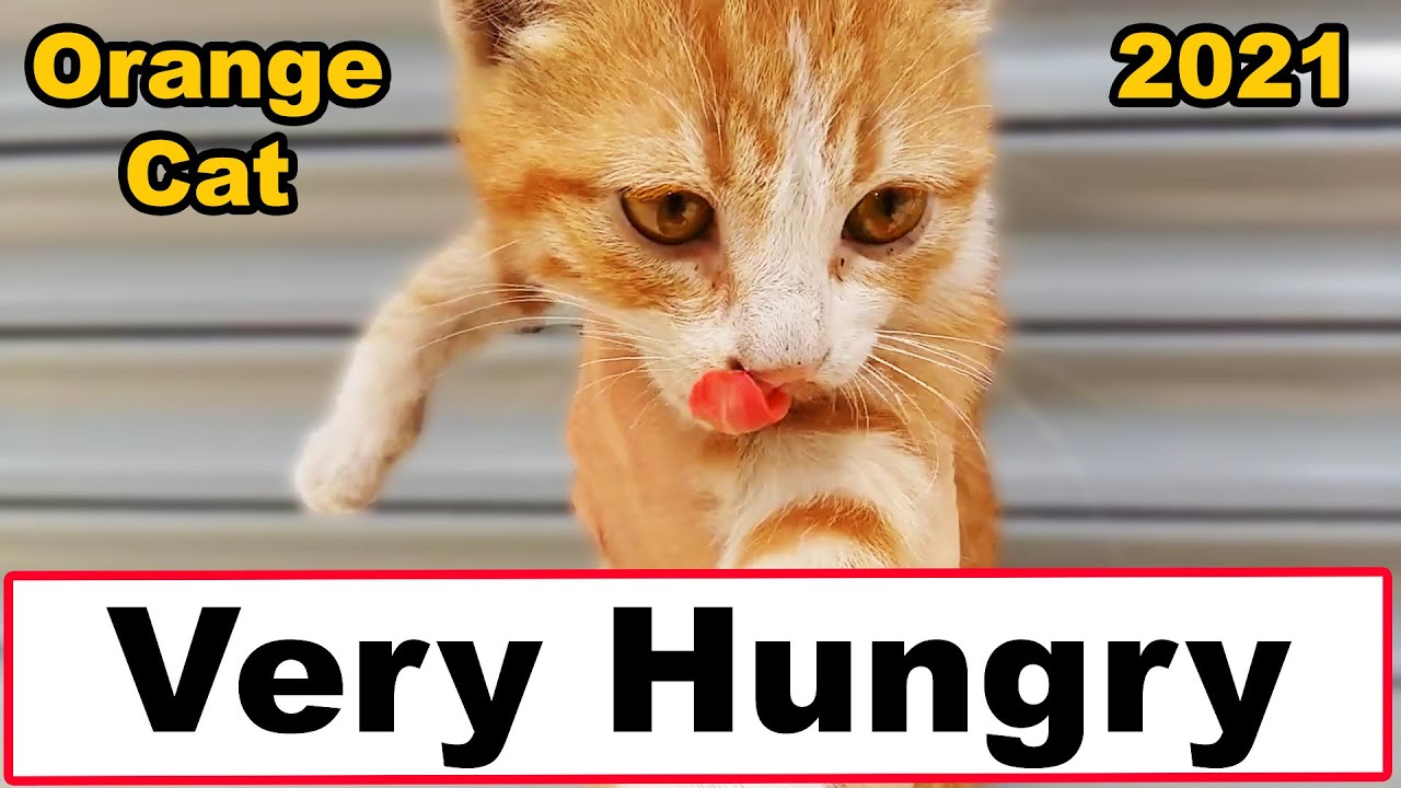 Orange Tabby Cat The Orange Tabby Wants Food From Me Orange Cat