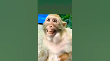 Funny Video Rinkiya Ke Papa 